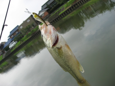 ブラックバス料理研究所 ゴムボート釣り部 大江川