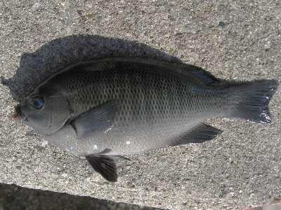 ブラックバス料理研究所 ゴムボート釣り部 幡豆町宮崎海岸で海釣り