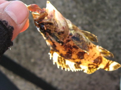 碧南海釣りカサゴ