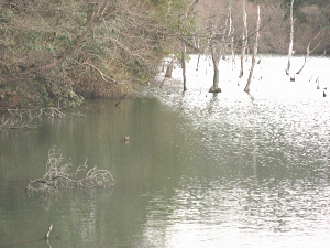 野池1