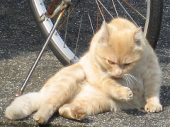 猫1
